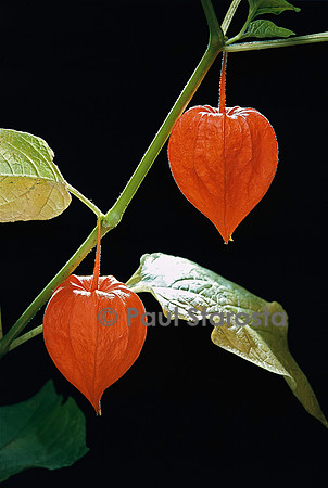 Physalis alkekengi (amour-en-cage) - fruit
