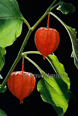 Physalis alkekengi (amour-en-cage) - fruit