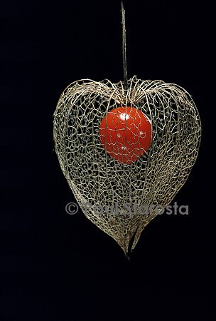 Physalis alkekengi (amour-en-cage) - fruit