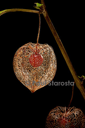 Physalis alkekengi (amour-en-cage) - fruit