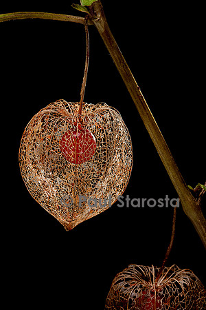 Physalis alkekengi (amour-en-cage) - fruit
