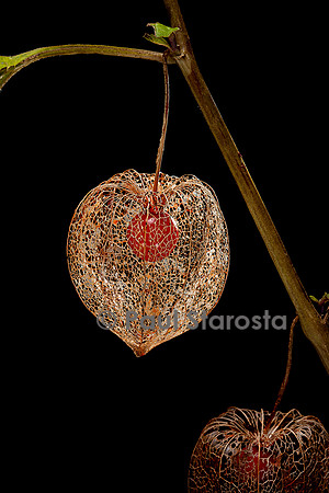 Physalis alkekengi (amour-en-cage) - fruit