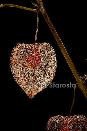 Physalis alkekengi (amour-en-cage) - fruit