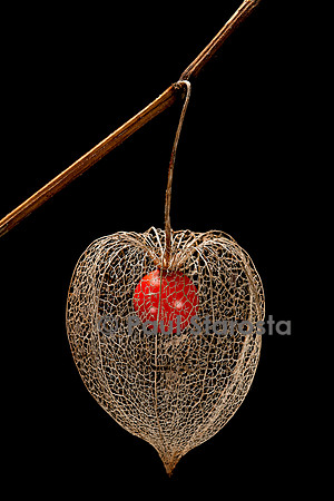 Physalis alkekengi (amour-en-cage) - fruit