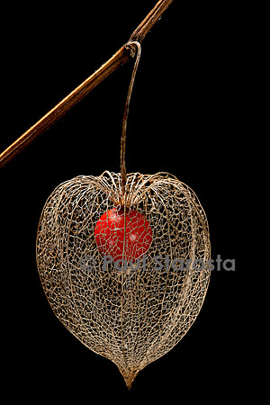 Physalis alkekengi (amour-en-cage) - fruit