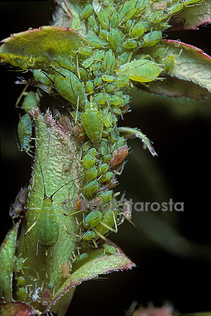 Macrosiphum rosae (puceron du rosier)
