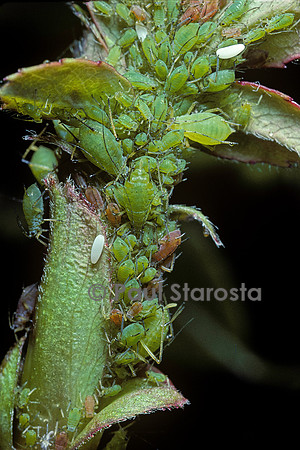 Macrosiphum rosae (puceron du rosier)