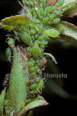 Macrosiphum rosae (puceron du rosier)
