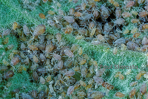 Puceron du pommier