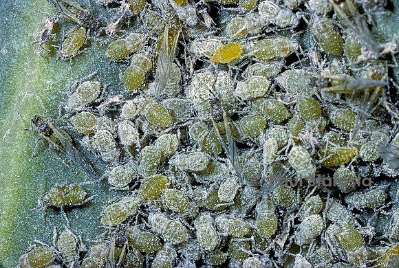 Pucerons sur une feuille de chou