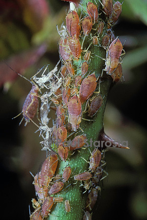 Macrosiphum rosae (puceron du rosier)