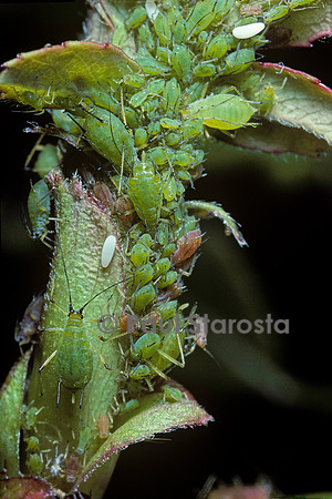 Macrosiphum rosae (puceron du rosier)