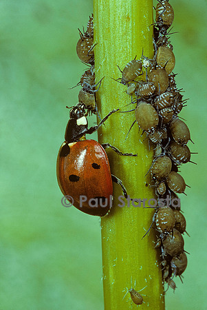 Coccinella septempunctata (coccinelle) - dévorant des pucerons