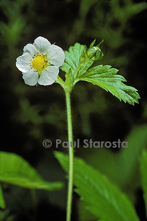 Fragaria vesca (fraisier des bois) - fleur