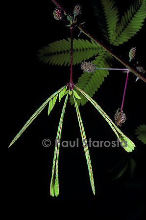 Mimosa pudica (sensitive)