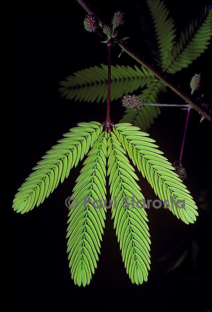 Mimosa pudica (sensitive)