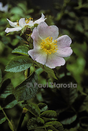 Rosa sp. (églantier)