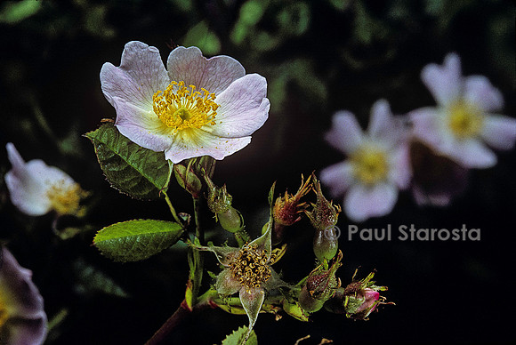 Rosa sp. (églantier)