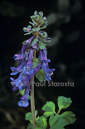 Corydalis solida (corydale)
