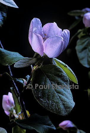 Cydonia oblonga (cognassier) - fleur