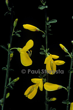 Cytisus scoparius (genêt à balais)