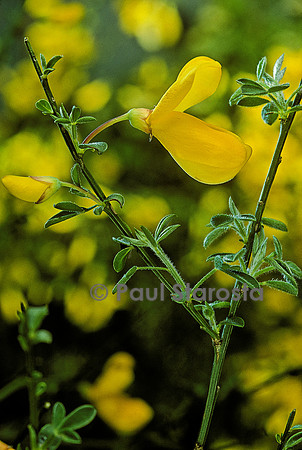 Cytisus scoparius (genêt à balais)