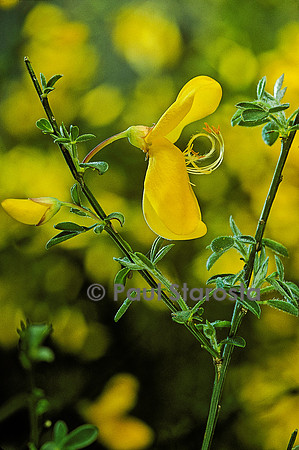 Cytisus scoparius (genêt à balais)
