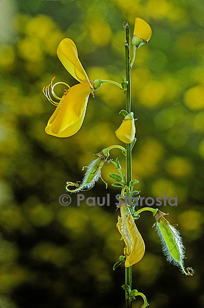 Cytisus scoparius (genêt à balais)