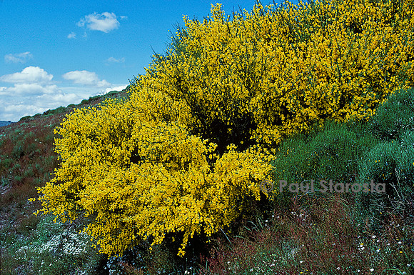 Cytisus scoparius (genêt à balais)