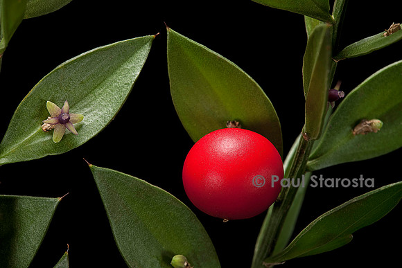 Ruscus aculeatus (petit-houx) - fruit