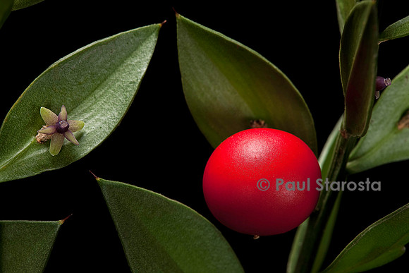 Ruscus aculeatus (petit-houx) - fruit