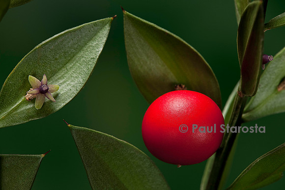 Ruscus aculeatus (petit-houx) - fruit