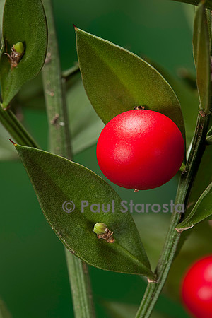 Ruscus aculeatus (petit-houx) - fruit