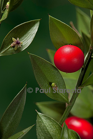 Ruscus aculeatus (petit-houx) - fruit