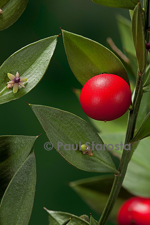 Ruscus aculeatus (petit-houx) - fruit