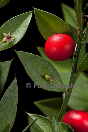 Ruscus aculeatus (petit-houx) - fruit