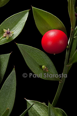 Ruscus aculeatus (petit-houx) - fruit