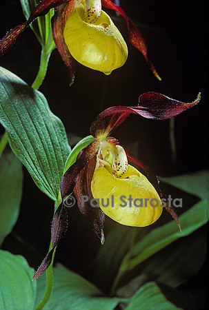 Cypripedium calceolus (sabot-de-Vénus)