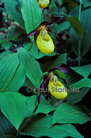 Cypripedium calceolus (sabot-de-Vénus)