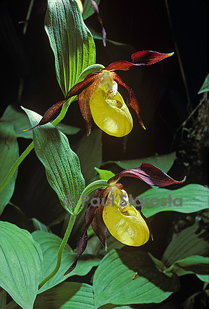Cypripedium calceolus (sabot-de-Vénus)
