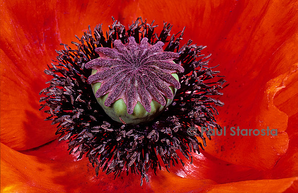 Papaver orientale (pavot d'Orient)