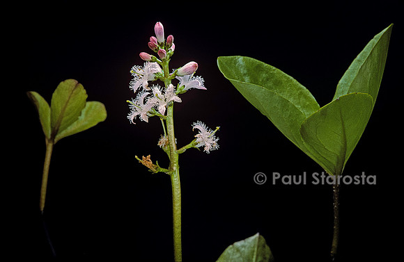 Menyanthes trifoliata (trèfle d'eau)