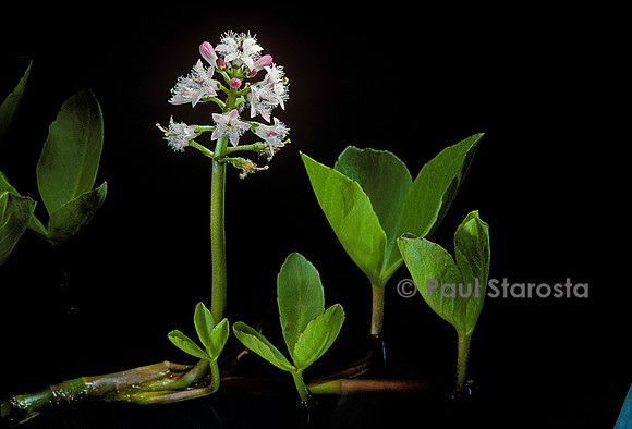 Menyanthes trifoliata (trèfle d'eau)