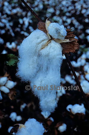 Gossypium sp. (cotonnier) - fruit