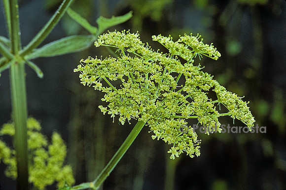 Heracleum sphondylium subsp. sibiricum (berce de Sibérie)