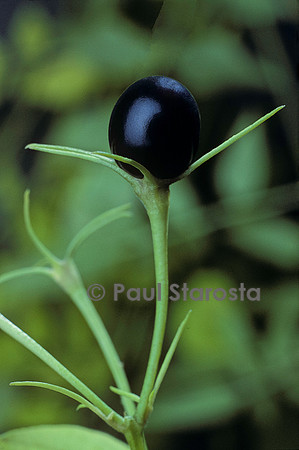 Jasminum sp. (jasmin) - fruit