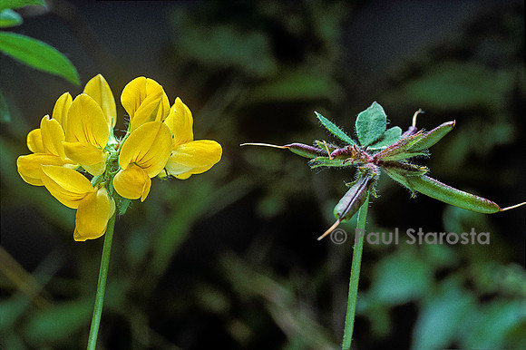 Lotus corniculatus (lotier corniculé)