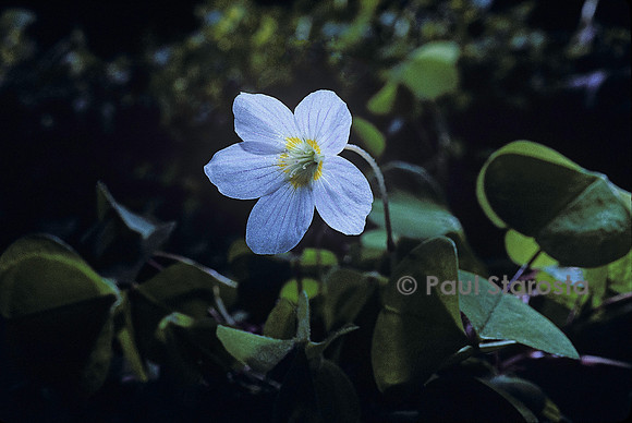 Oxalis acetosella (oseille des bois)