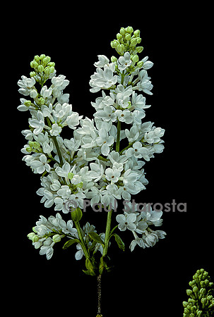 Syringa vulgaris (lilas)