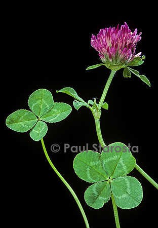 Trifolium pratense (trèfle des prés) - à 4 feuilles